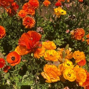 Meet your Posher, Reema